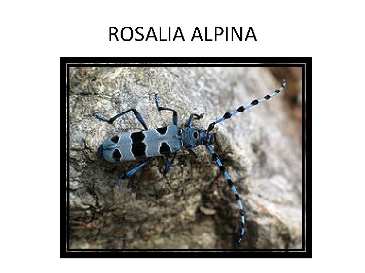 ROSALIA ALPINA 