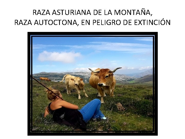 RAZA ASTURIANA DE LA MONTAÑA, RAZA AUTOCTONA, EN PELIGRO DE EXTINCIÓN 