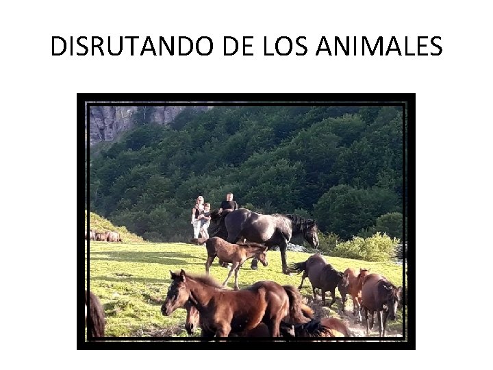 DISRUTANDO DE LOS ANIMALES 