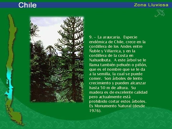 9. - La araucaria. Especie endémica de Chile, crece en la cordillera de los