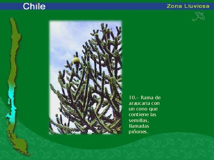 10. - Rama de araucaria con un cono que contiene las semillas, llamadas piñones.