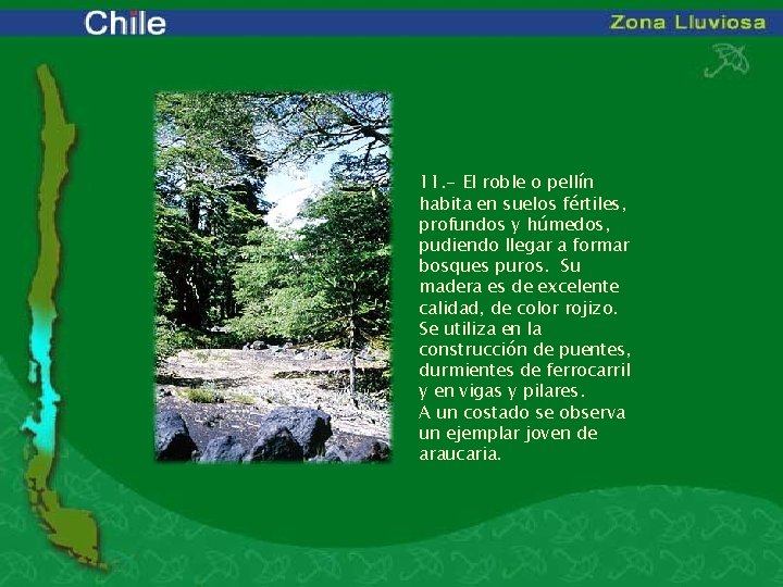 11. - El roble o pellín habita en suelos fértiles, profundos y húmedos, pudiendo