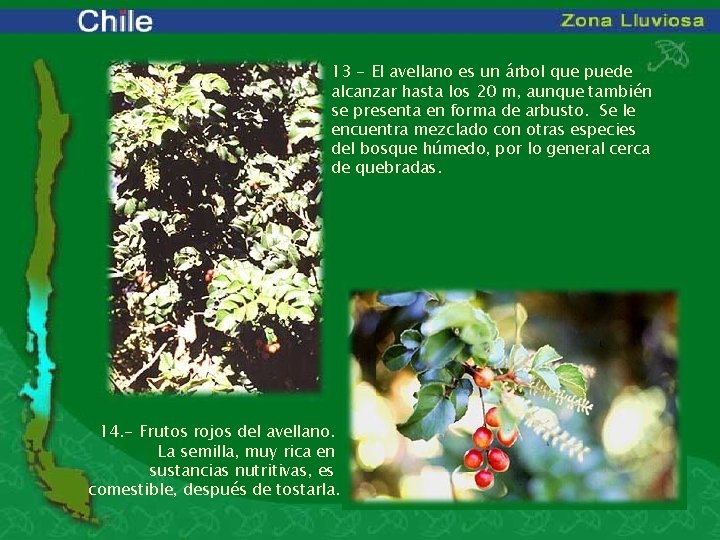 13 - El avellano es un árbol que puede alcanzar hasta los 20 m,