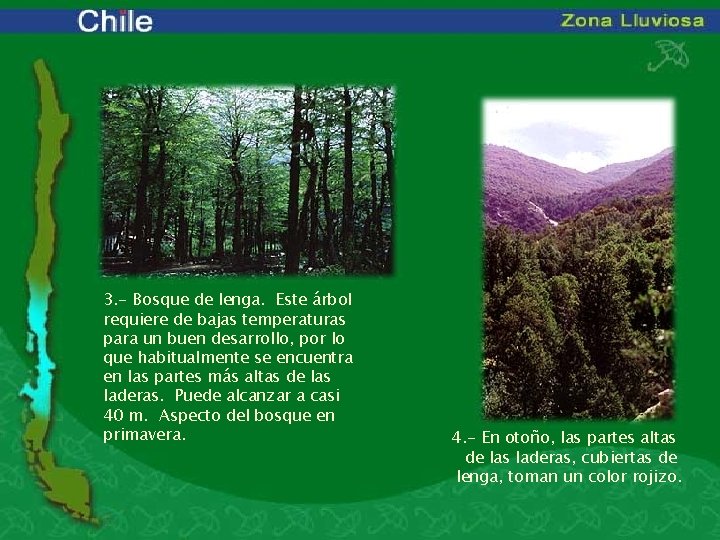 3. - Bosque de lenga. Este árbol requiere de bajas temperaturas para un buen