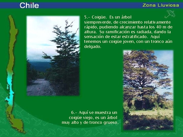 5. - Coigüe. Es un árbol siempreverde, de crecimiento relativamente rápido, pudiendo alcanzar hasta
