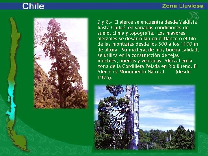7 y 8. - El alerce se encuentra desde Valdivia hasta Chiloé, en variadas