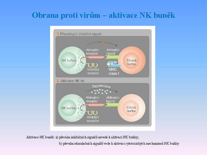 Obrana proti virům – aktivace NK buněk Aktivace NK buněk: a) převaha inhibičních signálů