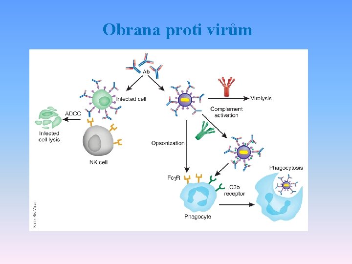 Obrana proti virům 