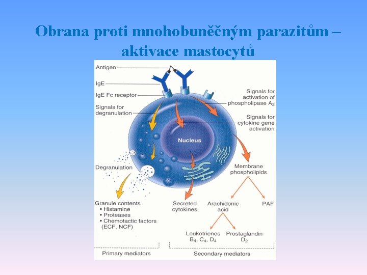 Obrana proti mnohobuněčným parazitům – aktivace mastocytů 