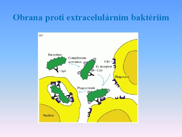 Obrana proti extracelulárním baktériím 