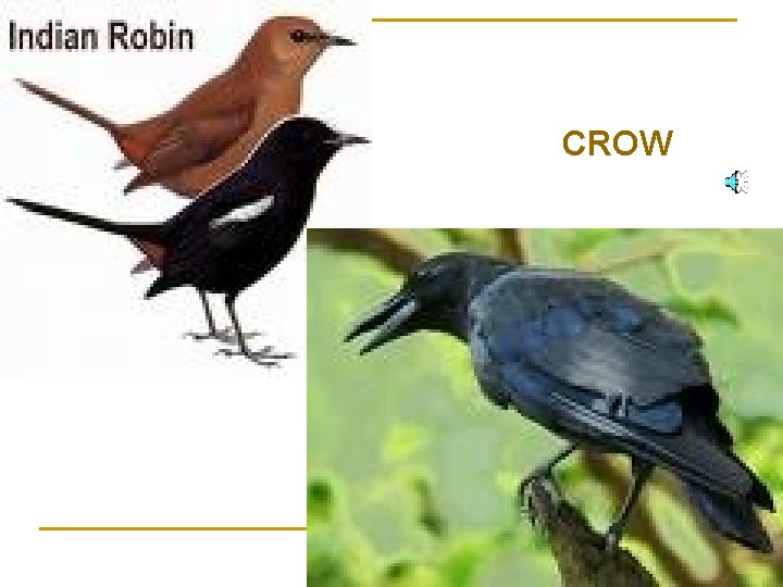 CROW 