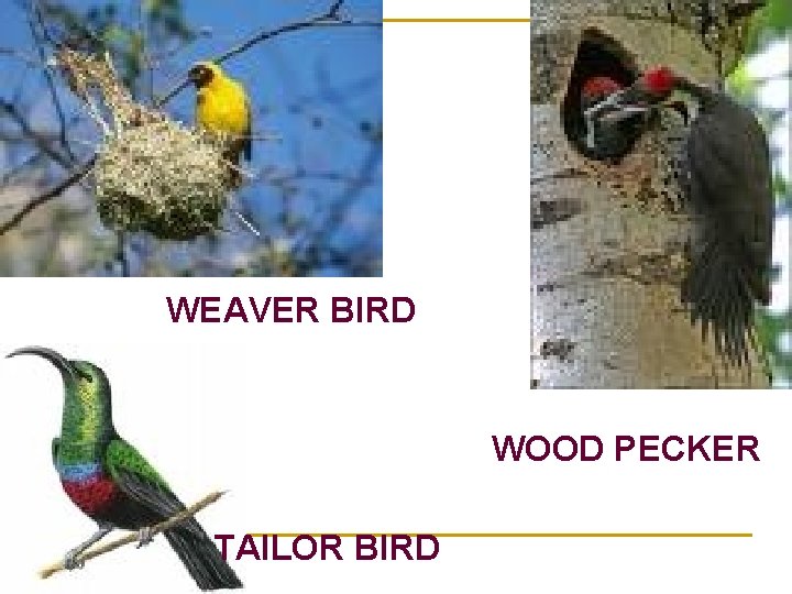 WEAVER BIRD WOOD PECKER TAILOR BIRD 