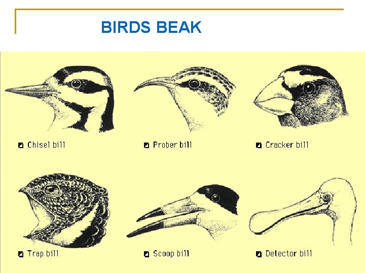 BIRDS BEAK 