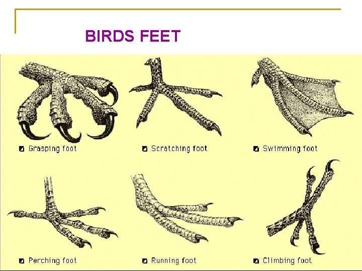 BIRDS FEET 
