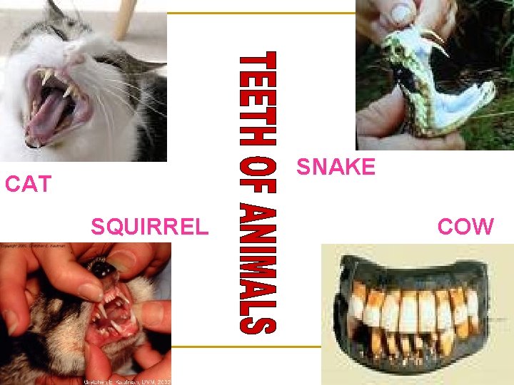SNAKE CAT SQUIRREL COW 