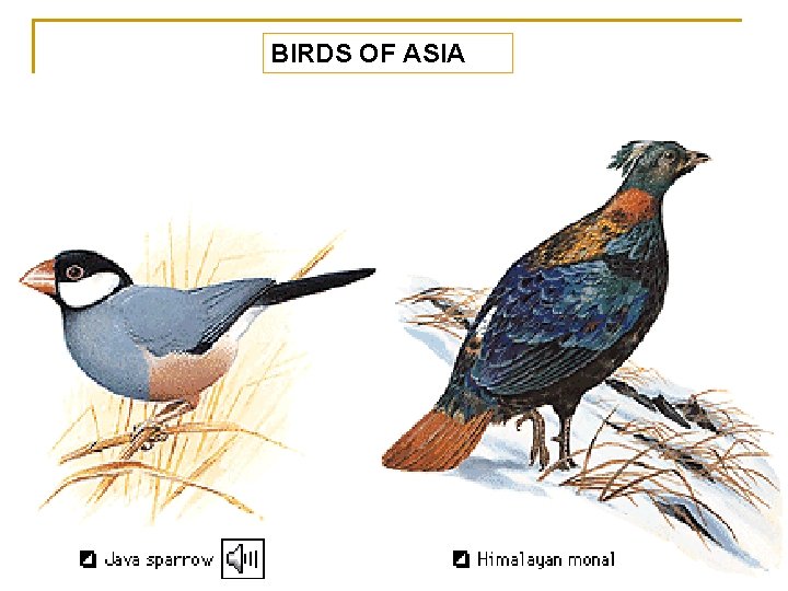 BIRDS OF ASIA 