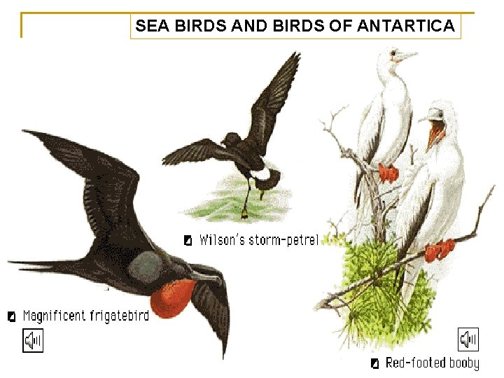 SEA BIRDS AND BIRDS OF ANTARTICA 