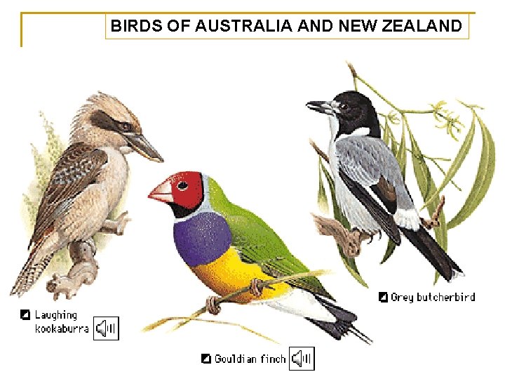 BIRDS OF AUSTRALIA AND NEW ZEALAND 