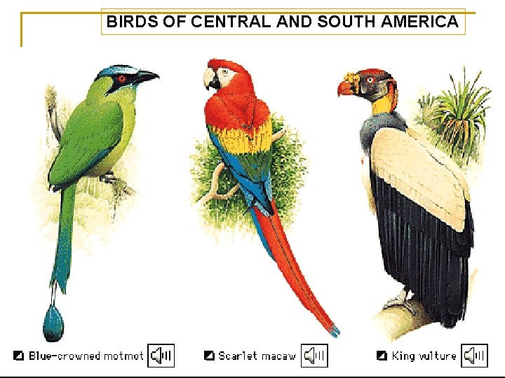 BIRDS OF CENTRAL AND SOUTH AMERICA 