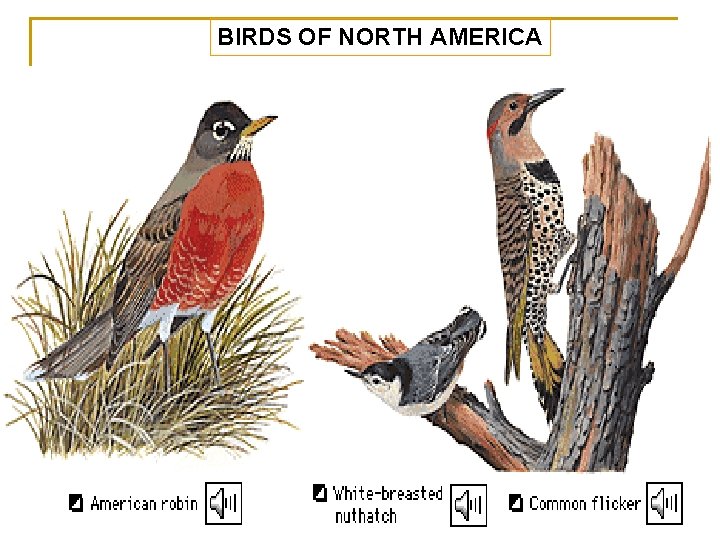 BIRDS OF NORTH AMERICA 