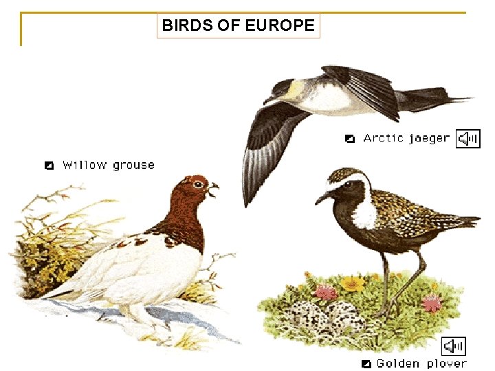 BIRDS OF EUROPE 