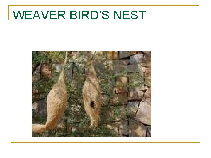 WEAVER BIRD’S NEST 