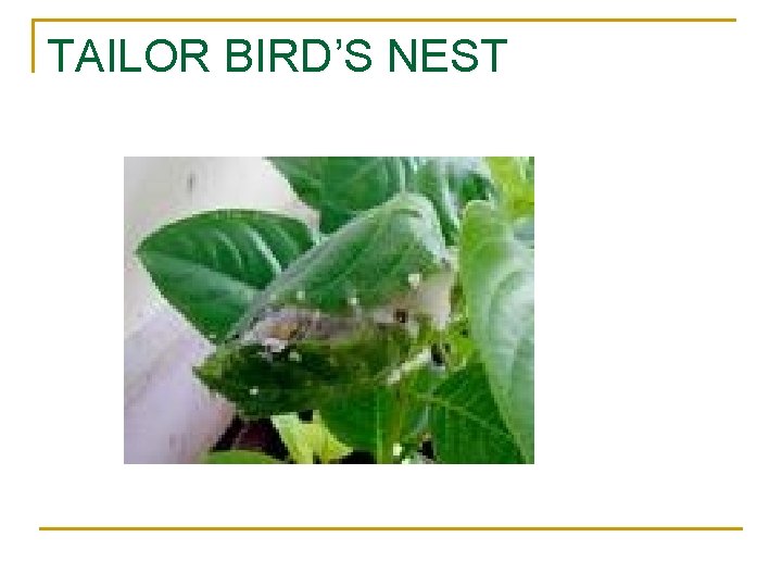 TAILOR BIRD’S NEST 