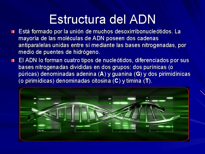 Estructura del ADN Está formado por la unión de muchos desoxirribonucleótidos. La mayoría de