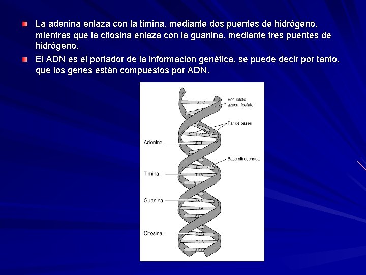 La adenina enlaza con la timina, mediante dos puentes de hidrógeno, mientras que la