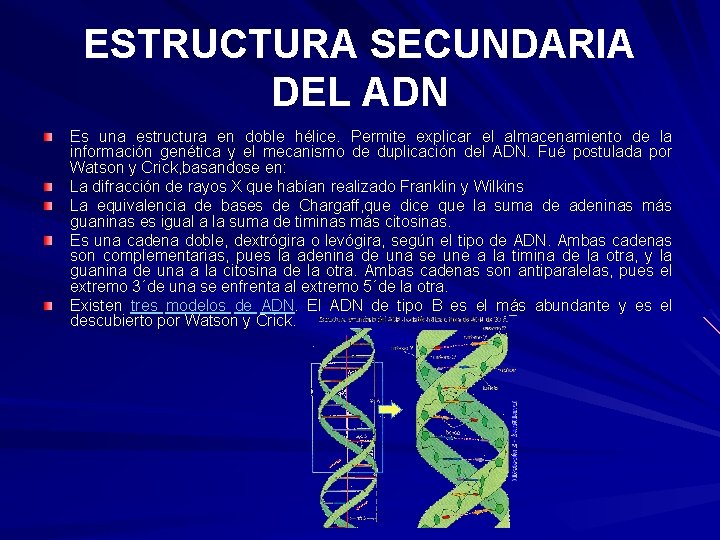 ESTRUCTURA SECUNDARIA DEL ADN Es una estructura en doble hélice. Permite explicar el almacenamiento