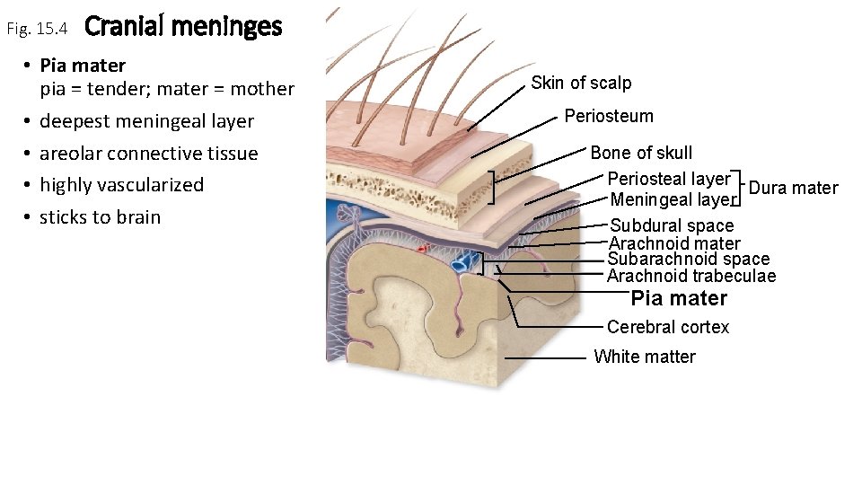 Fig. 15. 4 Cranial meninges • Pia mater pia = tender; mater = mother