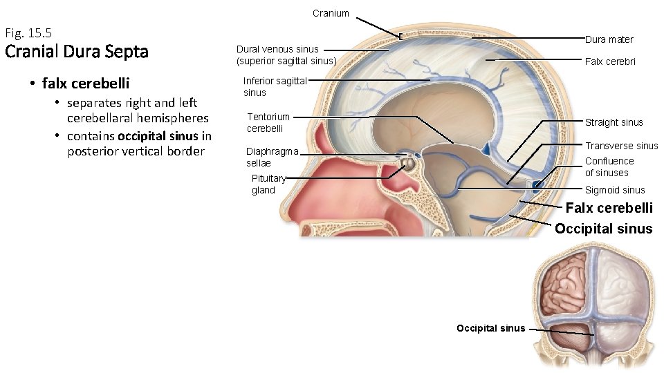 Cranium Fig. 15. 5 Cranial Dura Septa • falx cerebelli • separates right and