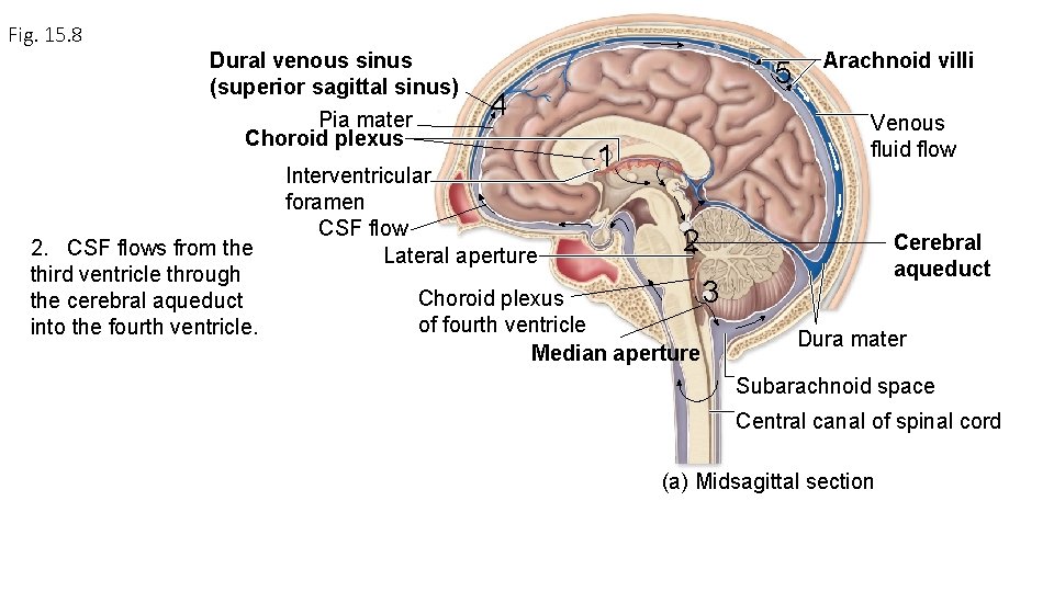 Fig. 15. 8 Dural venous sinus (superior sagittal sinus) Pia mater Choroid plexus 2.