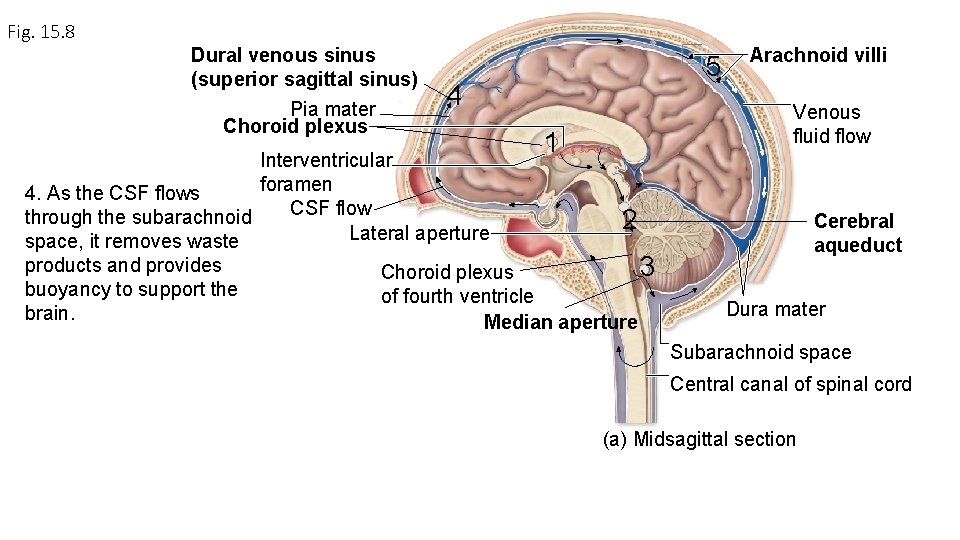 Fig. 15. 8 Dural venous sinus (superior sagittal sinus) Pia mater Choroid plexus 4