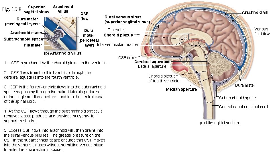 Fig. 15. 8 Arachnoid Superior villus sagittal sinus Dura mater (meningeal layer) Arachnoid mater