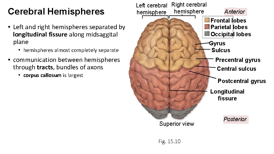 Cerebral Hemispheres Left cerebral Right cerebral hemisphere Anterior Frontal lobes Parietal lobes Occipital lobes