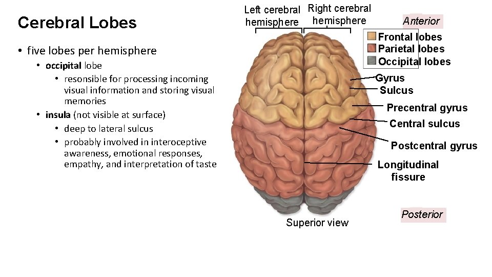 Cerebral Lobes Left cerebral Right cerebral hemisphere Anterior Frontal lobes Parietal lobes Occipital lobes