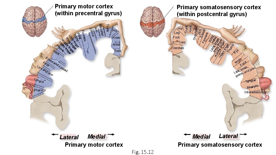 Primary motor cortex (within precentral gyrus) Lip s a ja w Knee Trunk Neck