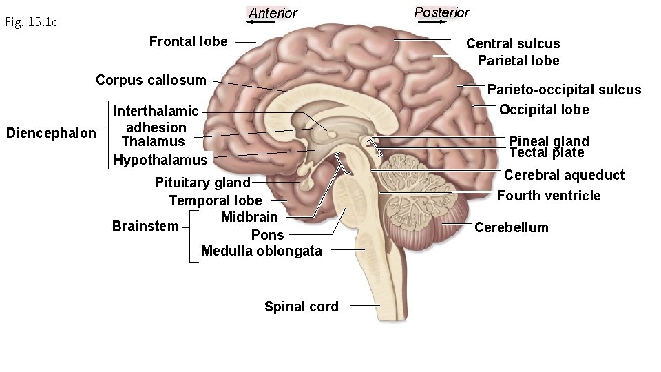 Anterior Fig. 15. 1 c Frontal lobe Central sulcus Parietal lobe Corpus callosum Diencephalon