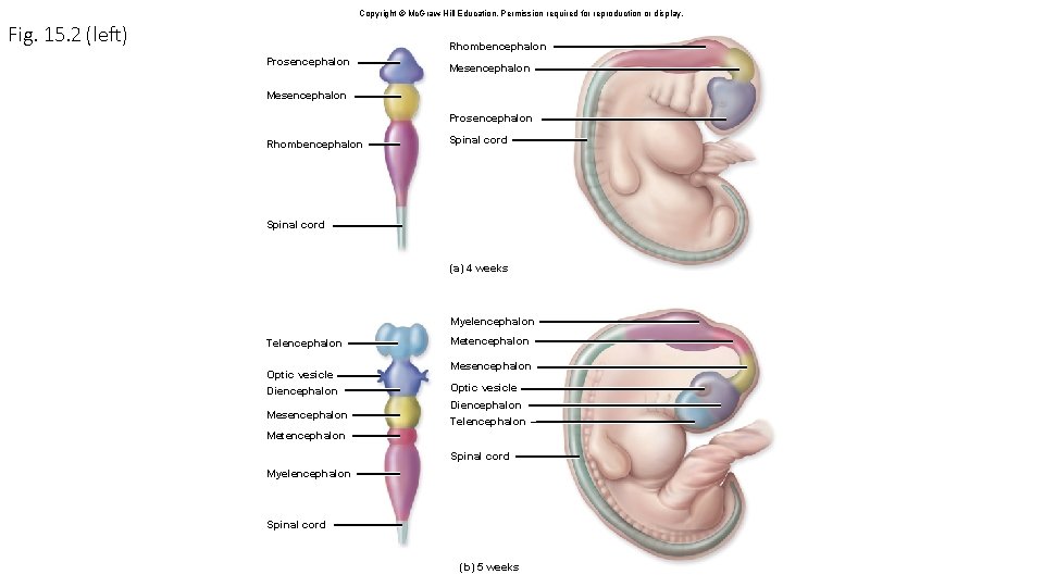 Copyright © Mc. Graw-Hill Education. Permission required for reproduction or display. Fig. 15. 2