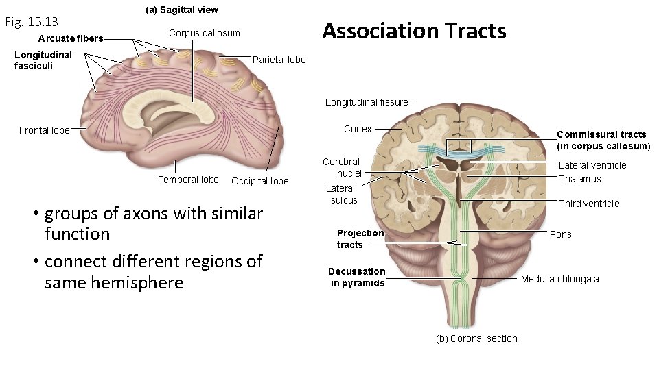 Fig. 15. 13 Arcuate fibers (a) Sagittal view Association Tracts Corpus callosum Longitudinal fasciculi