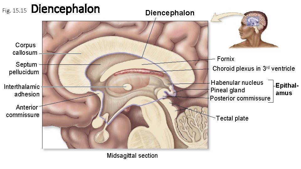 Fig. 15 Diencephalon Corpus callosum Fornix Septum pellucidum Choroid plexus in 3 rd ventricle