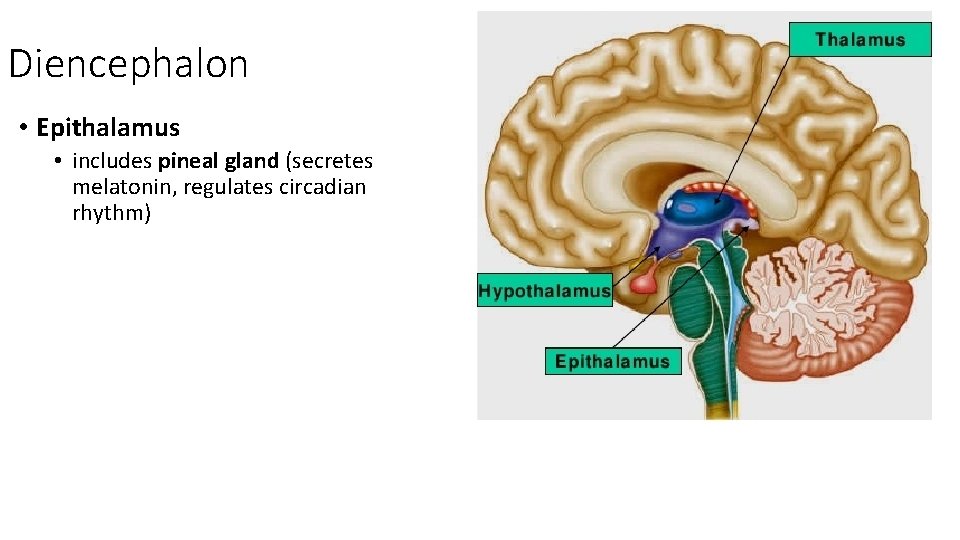 Diencephalon • Epithalamus • includes pineal gland (secretes melatonin, regulates circadian rhythm) 