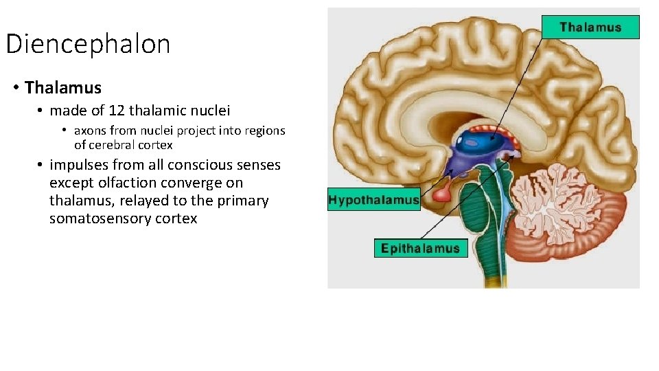 Diencephalon • Thalamus • made of 12 thalamic nuclei • axons from nuclei project