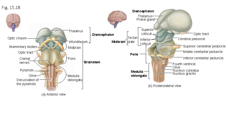 Fig. 15. 18 Diencephalon Thalamus Pineal gland Thalamus Optic chiasm Diencephalon Infundibulum Mammillary bodies