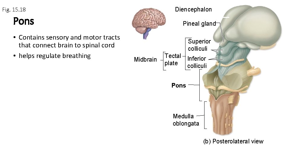 Fig. 15. 18 Diencephalon Pons • Contains sensory and motor tracts that connect brain