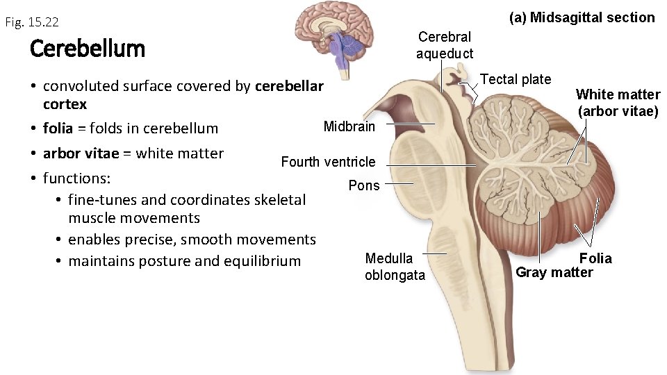 Fig. 15. 22 Cerebellum (a) Midsagittal section Cerebral aqueduct • convoluted surface covered by