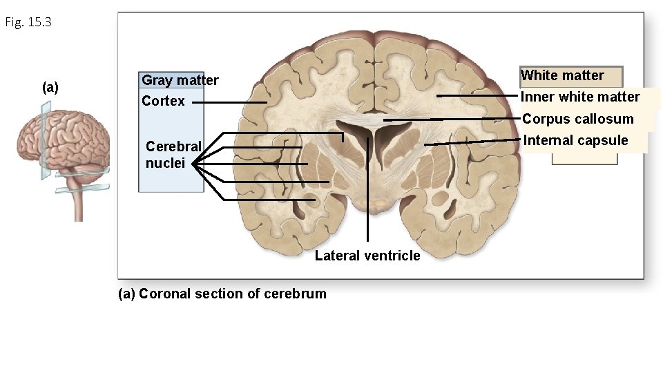 Fig. 15. 3 (a) Gray matter White matter Cortex Inner white matter Corpus callosum