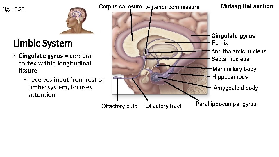 Fig. 15. 23 Corpus callosum Anterior commissure Cingulate gyrus Fornix Ant. thalamic nucleus Septal