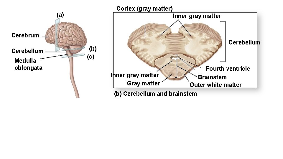 Cortex (gray matter) (a) Inner gray matter Cerebrum Cerebellum Medulla oblongata Fig. 15. 3